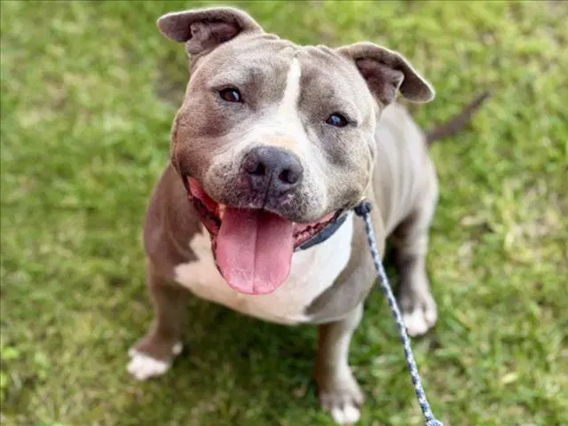 Toby - Pit Bull Terrier