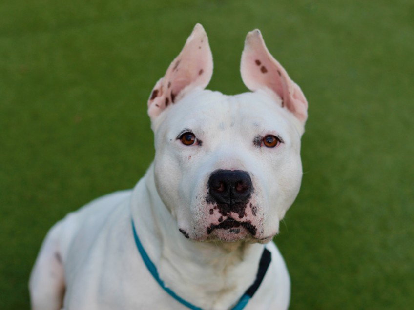 Pit Bull