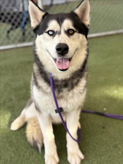 Siberian Husky