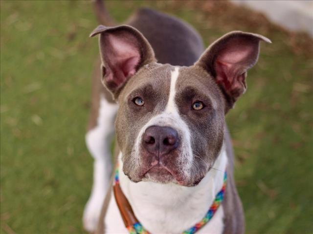 Pit Bull