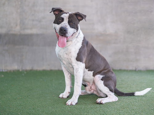 STITCH, an adoptable Staffordshire Bull Terrier in Los Angeles, CA