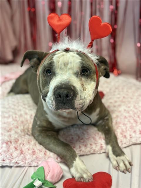 PEANUT - Pit Bull Terrier available for adoption