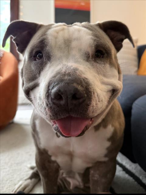 Pit Bull
