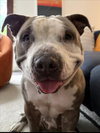 PEANUT - Photo 1