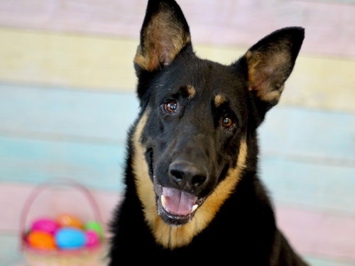 CUCO, an adoptable German Shepherd Dog in Los Angeles, CA