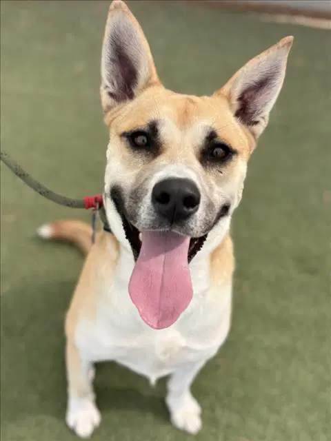 Chadwick - Jindo (Korean)