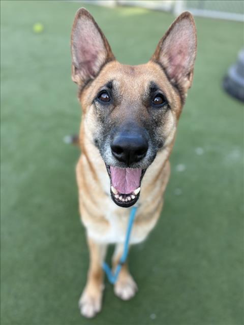 German Shepherd