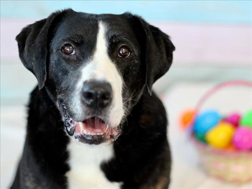 ROSE, an adoptable Labrador Retriever in Los Angeles, CA