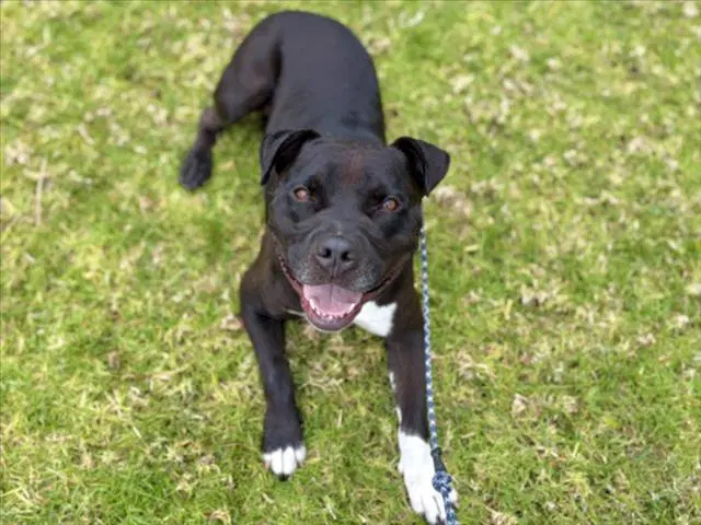 Ba - Pit Bull Terrier