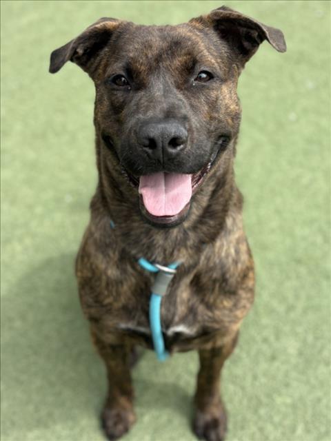 Pit Bull