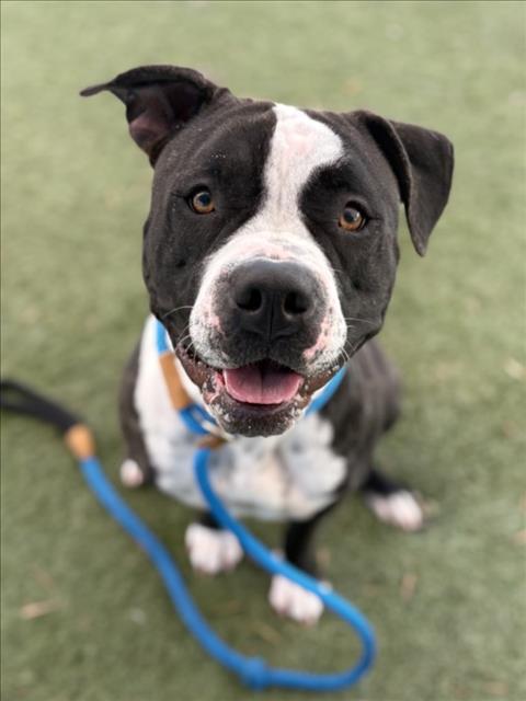 Pit Bull