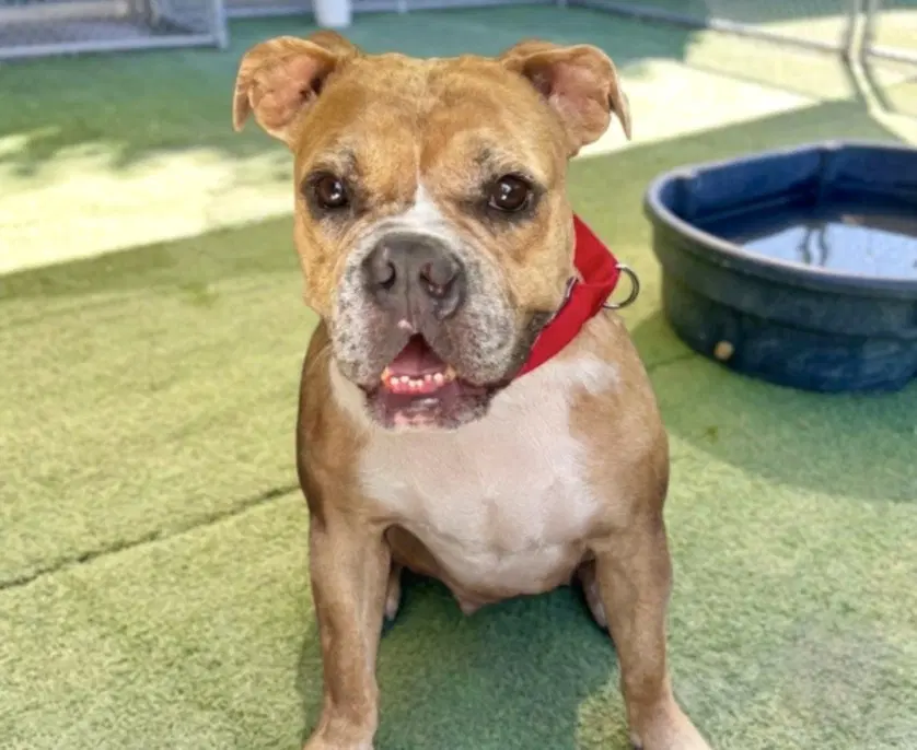 Angel - Bulldog