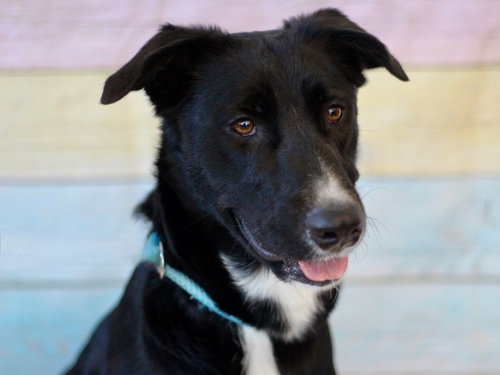 COCO, an adoptable Labrador Retriever in Los Angeles, CA