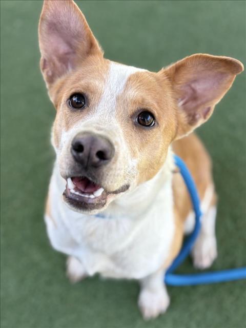 Australian Cattle Dog