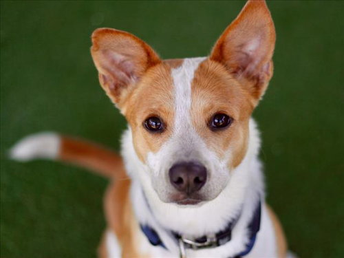 BINDI, an adoptable Australian Cattle Dog in Los Angeles, CA