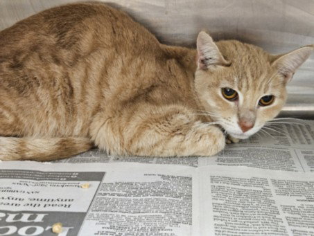 STAR, Adult Domestic Short Hair (medium coat), cat for adoption in Westminster, California