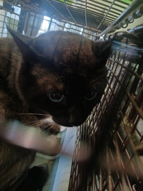CAFE, Adult Domestic Short Hair (medium coat), cat for adoption in Westminster, California