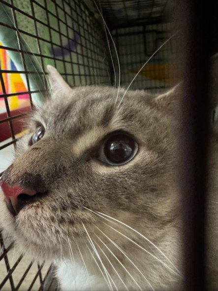 BONNIE, Adult Domestic Short Hair (medium coat), cat for adoption in Westminster, California
