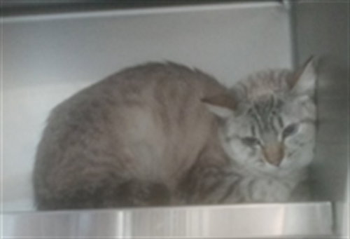 BONNIE, Adult Domestic Short Hair (medium coat), cat for adoption in Alhambra, California