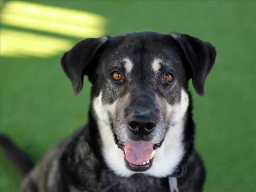 KOBE, an adoptable German Shepherd Dog in Los Angeles, CA