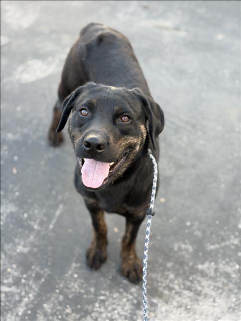 Rottweiler