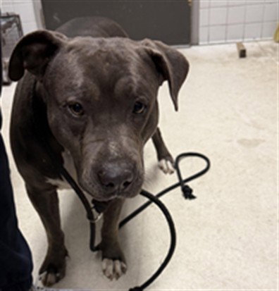 Pit Bull