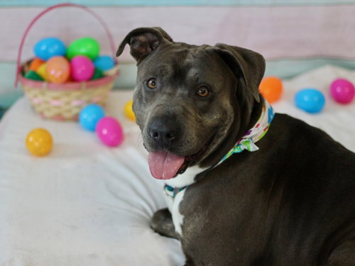 MERCEDES, an adoptable Pit Bull Terrier in Los Angeles, CA
