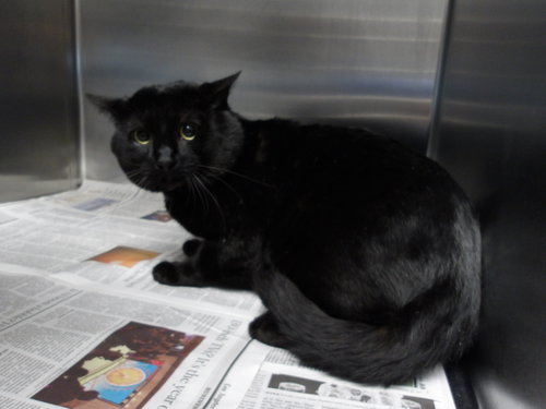 KOSA, an adoptable Domestic Short Hair in Los Angeles, CA