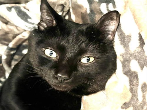 KOSA, an adoptable Domestic Short Hair in Los Angeles, CA