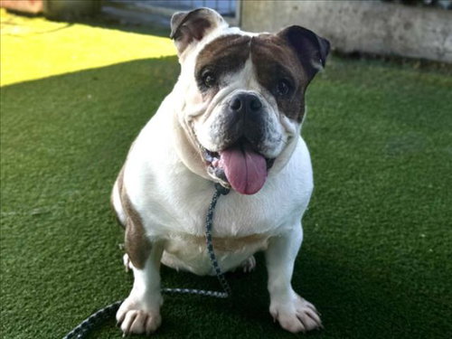 STELLA, an adoptable English Bulldog in Los Angeles, CA