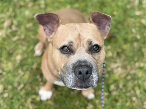 NOVA, an adoptable Pit Bull Terrier in Los Angeles, CA