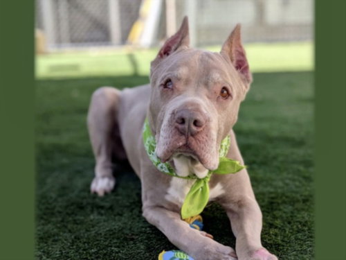 TANK, an adoptable Pit Bull Terrier in Los Angeles, CA