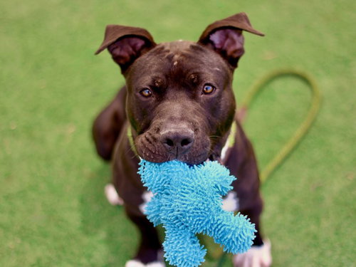 BRONCO, an adoptable Pit Bull Terrier in Los Angeles, CA