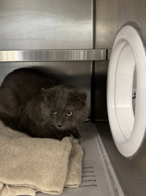 MARVIN, an adoptable Domestic Short Hair in Los Angeles, CA
