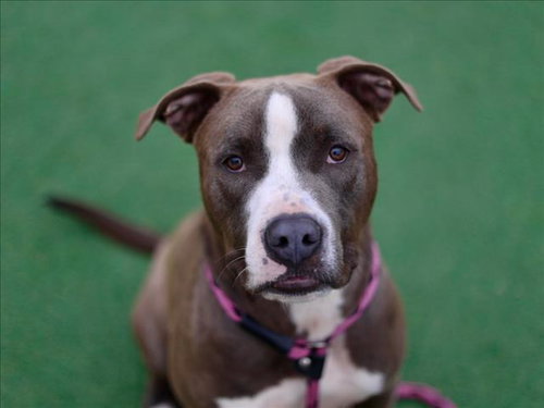 BILLY, an adoptable Staffordshire Bull Terrier in Los Angeles, CA