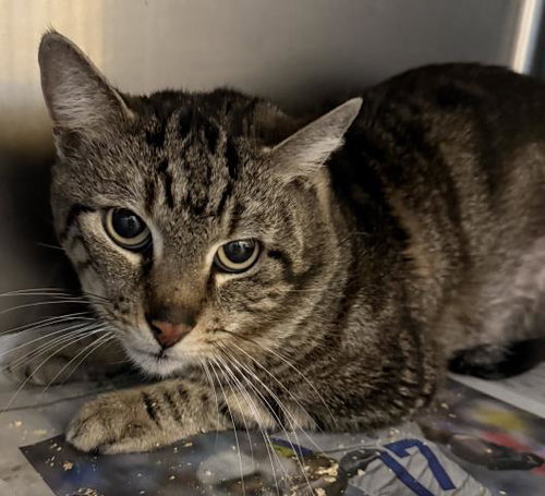 MCDONALD, Adult Domestic Medium Hair (medium coat), cat for adoption in Westminster, California