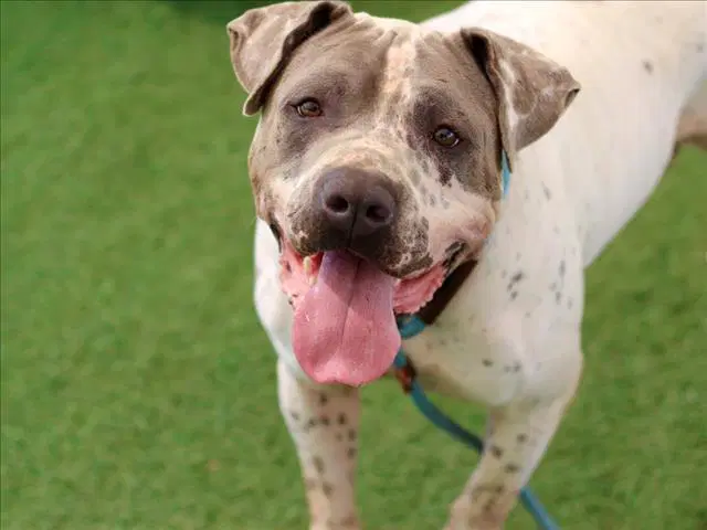 Milo - Pit Bull Terrier