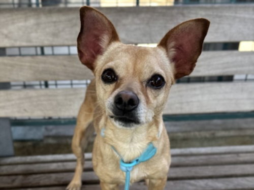 MOTOR, an adoptable Chihuahua in Los Angeles, CA