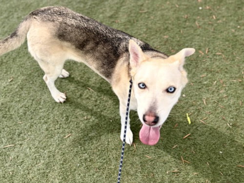 SOEY, an adoptable German Shepherd Dog in Los Angeles, CA