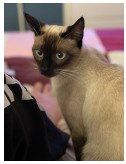 BONITA, Adult Siamese / Mixed (medium coat), cat for adoption in Westminster, California
