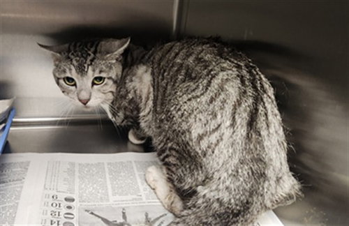 LOKI, Adult Domestic Short Hair (medium coat), cat for adoption in Westminster, California