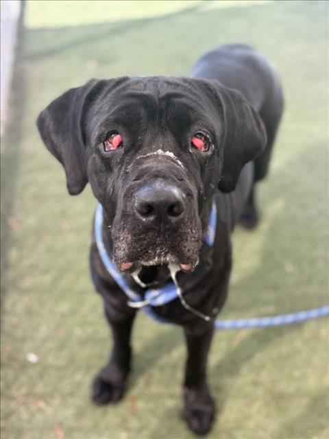 PETUNIA, an adoptable Mastiff in Los Angeles, CA