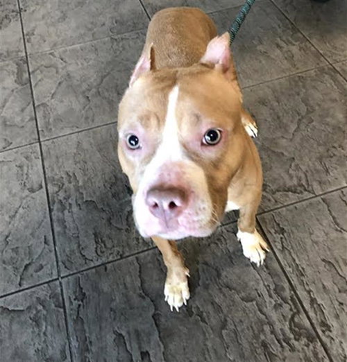 ATHENA, an adoptable Staffordshire Bull Terrier in Los Angeles, CA