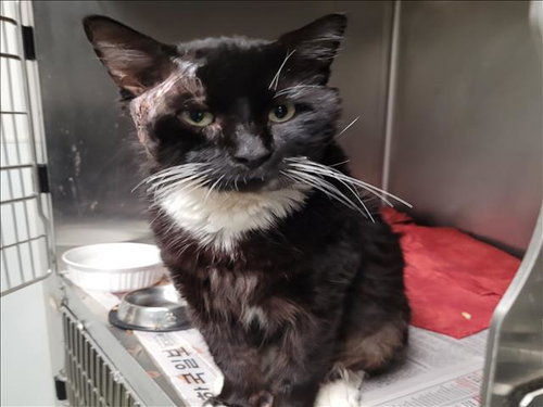 MURPHY, Adult Domestic Short Hair (medium coat), cat for adoption in Westminster, California