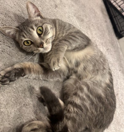 SADIE, Young Domestic Short Hair (medium coat), cat for adoption in Westminster, California