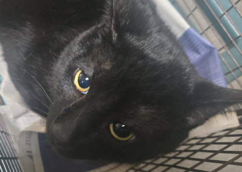 TIKKI, Adult Domestic Short Hair (medium coat), cat for adoption in Westminster, California
