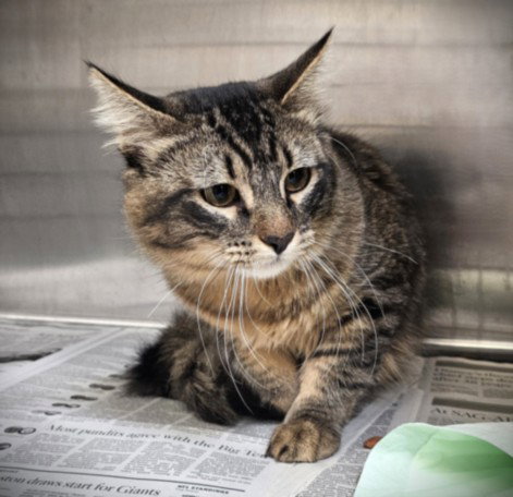 ALDO, Young Domestic Short Hair (medium coat), cat for adoption in Westminster, California