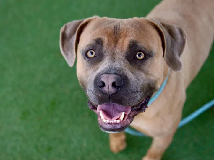 Onyx - Mastiff