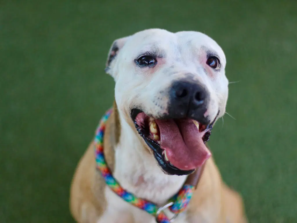 Galtie - Pit Bull Terrier