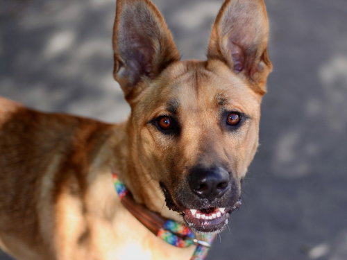 MISTY, an adoptable Rhodesian Ridgeback in Los Angeles, CA